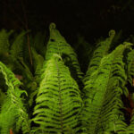 Dead Movie Animals presenta su nuevo sencillo “Still in Control” Dead Movie Animals – Still in Control